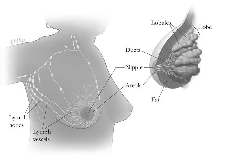 breast anatomy