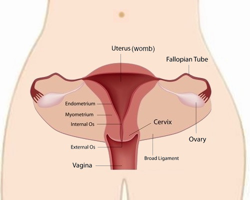 Cervical Cancer Anatomy