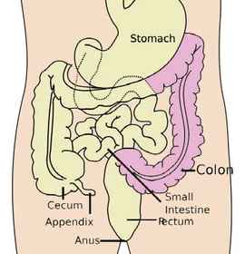 Colorectal Anatomy
