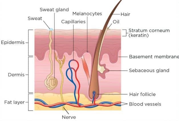 Skin structure
